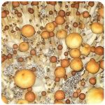 Псилоцибиновые (галлюциногенные)  грибы Psilocybin "Golden Teacher" в Майкопе