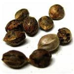 Семена марихуаны АК-47  (Seeds AK-47) в Майкопе